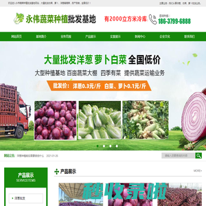 洋葱批发-白菜批发-萝卜批发-洛阳汝州洋葱白菜萝卜批发-永伟蔬菜种植批发基地