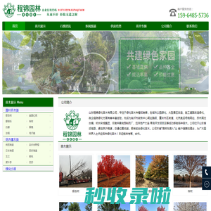 银杏_美国红枫_娜塔栎_樱花_海棠_绿化苗木供应商-山东程锦绿化苗木有限公司