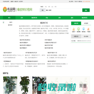 橡皮树的养殖方法和注意事项_橡皮树价格_橡皮树图片-农苗网