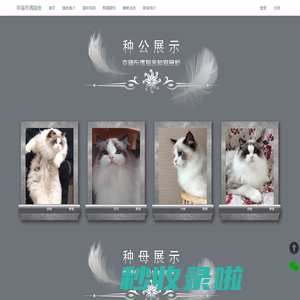 [幸福布偶猫舍]-纯种布偶猫喂养知识分享