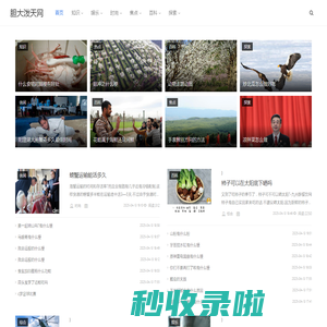 胆大泼天网