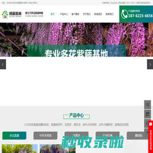 多花紫藤_进口紫藤_紫藤花树_丰花紫藤-徐州绣藤园林