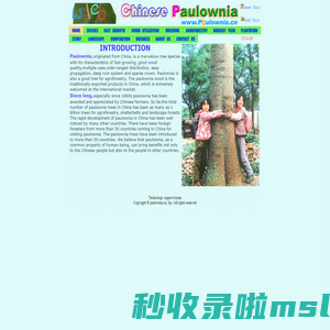Chinese Paulownia